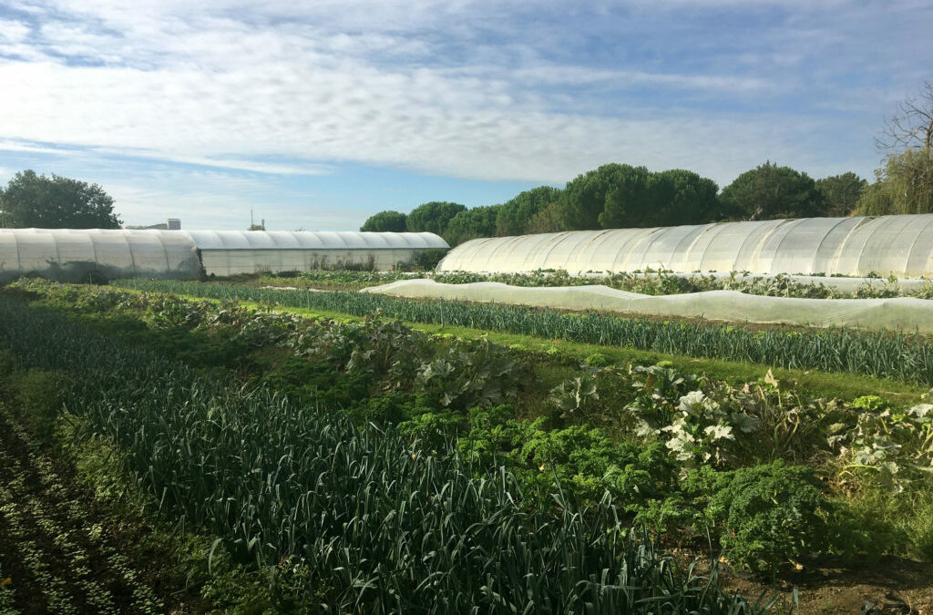 Présentation de la ferme