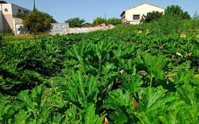 La courgette d’automne