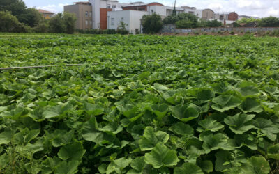 La récolte des courges