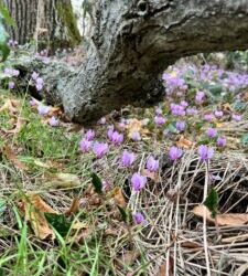 Les cyclamens de Borde Bio